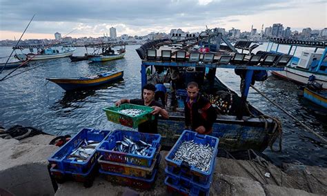 Gaza's first marine fish farm helps make up for dwindling catch - GulfToday