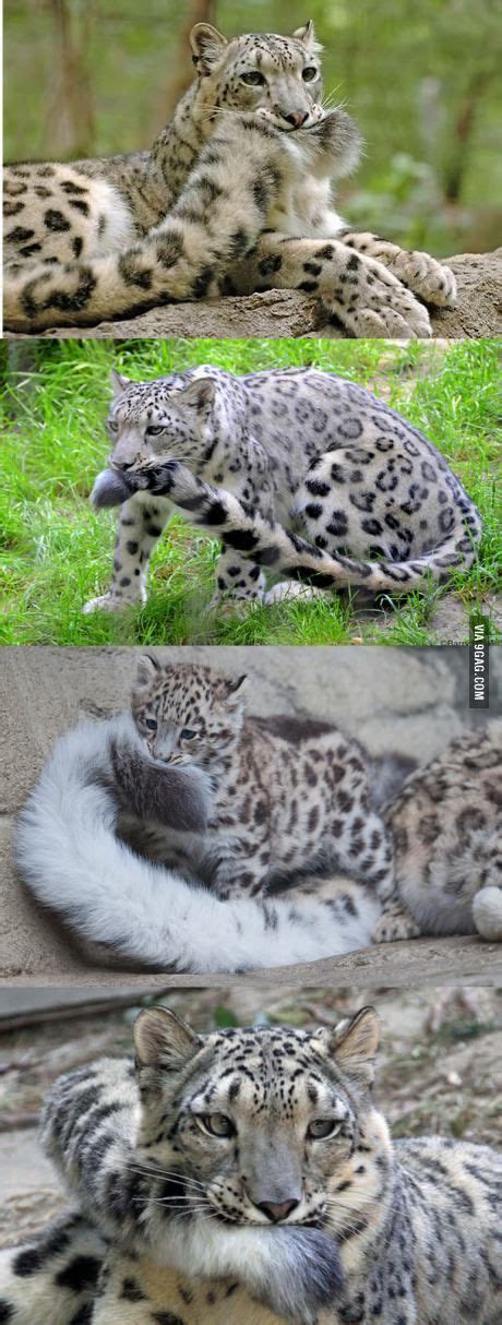 This. This is why Snow Leopards are the best big cats~ - Animals ...