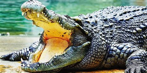 How Many Teeth Does a Crocodile Have? (Bite into the Truth!) - Animal ...