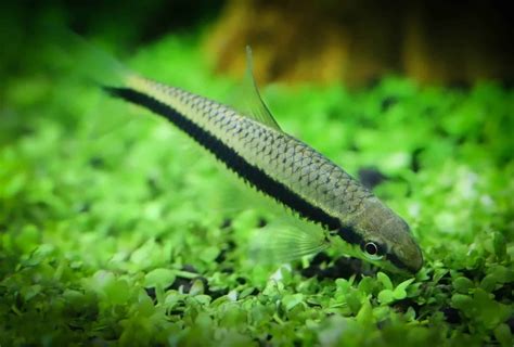 Top 8 Must-Have Algae Eater Species For Your Tank - Aquariadise