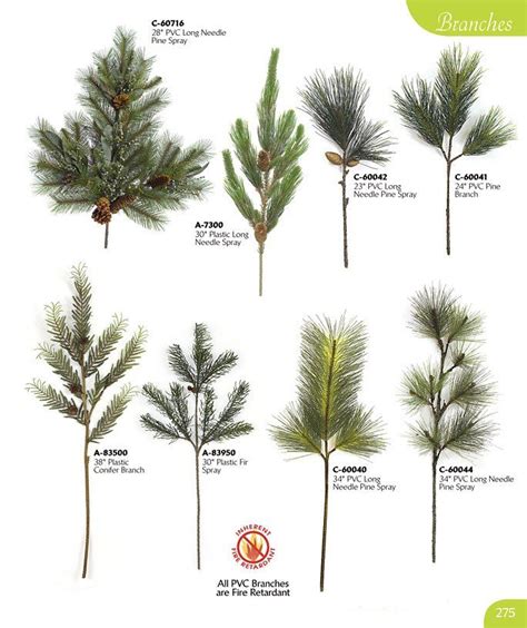 Types Of Conifer Trees