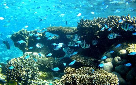 Ningaloo reef: the best snorkelling in Australia (Outside of the Great ...