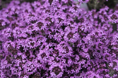 Creeping Thyme: Care and Growing Guide