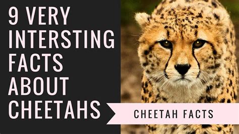 Cheetah Facts | Interesting Facts About Cheetah - YouTube