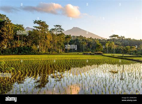 farming rice process Stock Photo - Alamy