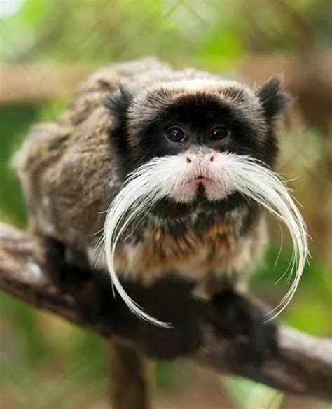 The Mustachioed Monkey A Black Chinned Emperor Tamarin regards the photographer. https://www ...