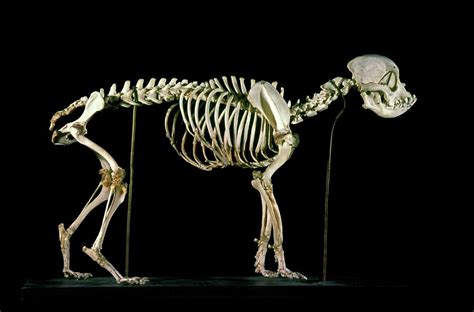 19th Century Bulldog Skeleton Photograph by Patrick Landmann/science ...