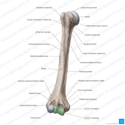 Humerus: Anatomy, Bone Markings, Labeled Diagrams, 54% OFF