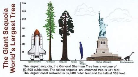 Hyperion: World’s Tallest Tree Lies in a Hidden Location | Gadgets ...