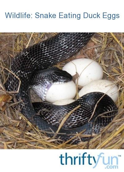 Snake Eating Duck Eggs | ThriftyFun