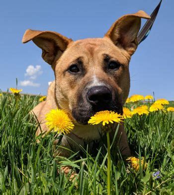 Pets for Adoption at Columbiana County Dog Pound & Adoption Center, in ...