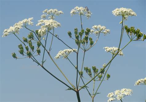 Stanmer and Around: Cow parsley