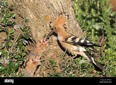 Hoopoe (Upupa epops). Adult feeding chicks at nest Stock Photo - Alamy