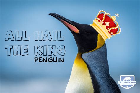 King Penguin Fact Sheet - C.S.W.D