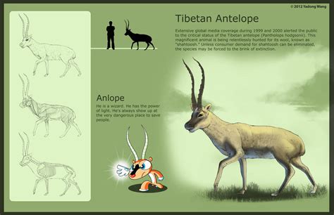 Tibetan Antelope and Anlope by wyd1985 on DeviantArt