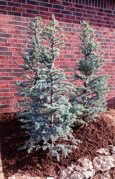 types of cedar trees for landscaping - Aliza Callaway