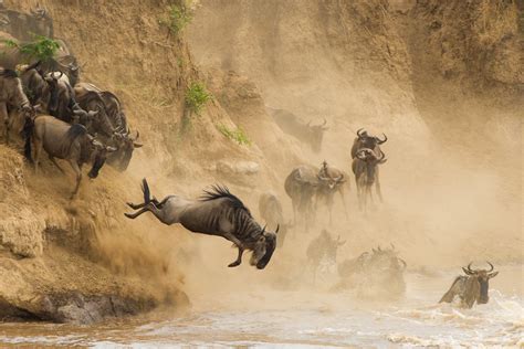 4 Days, 3 Nights Masai Mara Wildebeest Migration | Flying Safari Packages