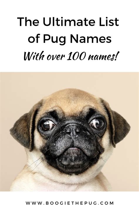 The Ultimate List of Pug Names | Pug names, Girl pug names, Girl dog names