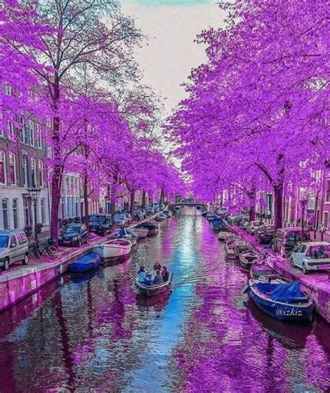 boats are parked along the side of a canal with purple trees in bloom on both sides