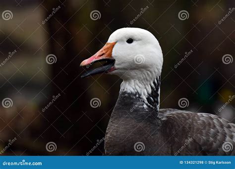 Lesser Snow Goose, Blue Morph. Stock Photo - Image of geese, american: 134321298