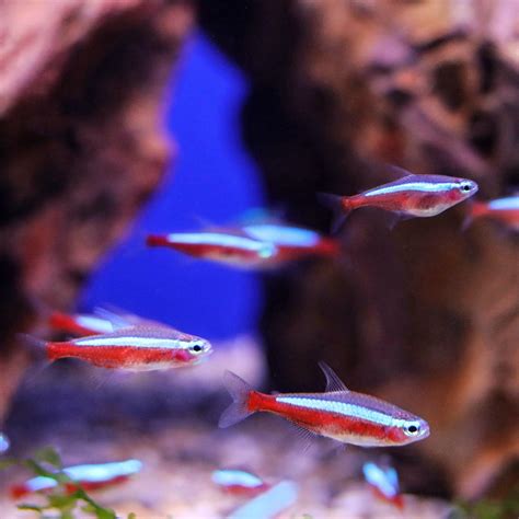 Cardinal Tetra - SWEET KNOWLE AQUATICS ONLINE SHOP