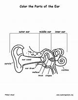 Free Ears Coloring Pages Download Png Images  sketch template