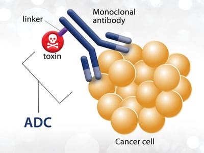 Expanding the Horizon of Antibody-Drug Conjugates for Cancer Treatment