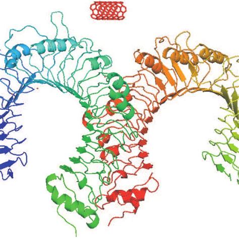 TLR2 receptor with CNT before simulation (blue) and after 1 ns of SMD ...