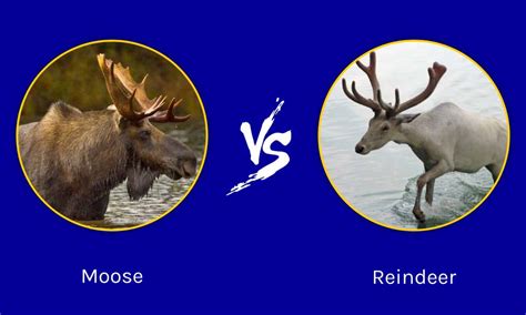 Moose vs Reindeer: What Are 8 Key Differences? - AZ Animals