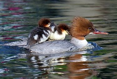 Common Merganser - Photo, facts, and identification tips