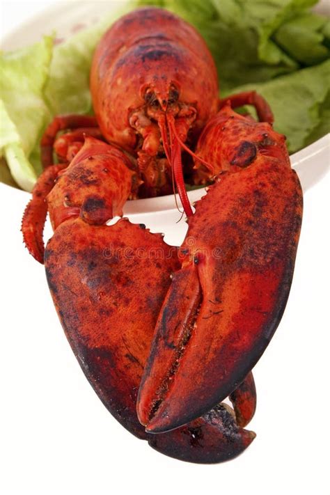 Cooked Lobster stock photo. Image of studio, freshness - 14604316