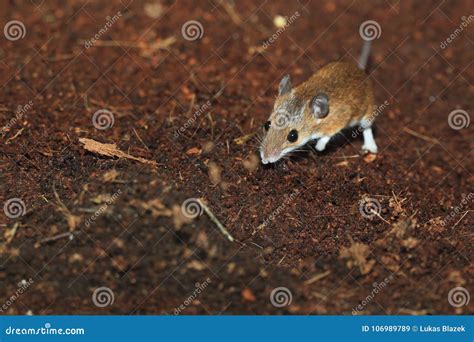 African pygmy mouse stock image. Image of rodent, minutoides - 106989789