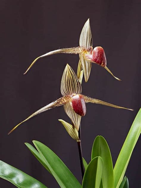 10 Rarest Orchids in the World - Rarest.org