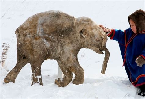 Frozen Woolly Mammoth Baby of 40,000 Yrs! Holy Ice-Age Bat-a-rang ...