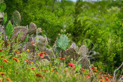 Wildflowers in Texas 2024 - Rove.me