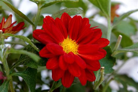 Free Images : nature, petal, botany, garden, flora, dahlia, red flower, macro photography ...