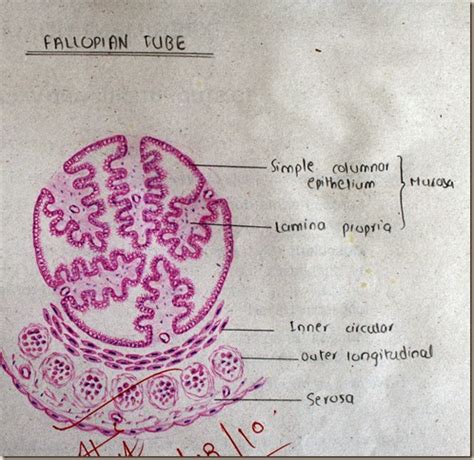 Histology Slides Database: Fallopian tube high resolution histology diagram