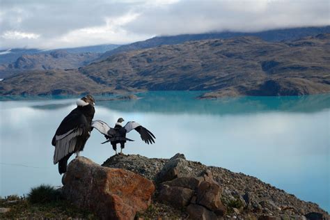 Patagonia Wildlife in Chile 2024-2025 - Rove.me