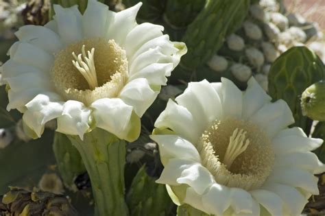 Flower Photos: Saguaro cactus blossoms