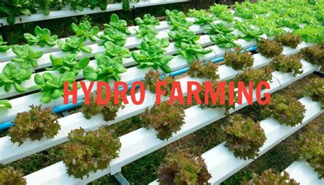 Hydro Farming: What You Really Need To Know