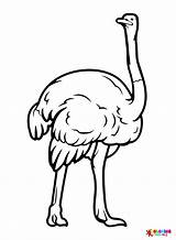 Ostrich Coloring Pages sketch template
