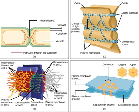 Extracellular matrix and intercellular junctions – Mt Hood Community College Biology 101