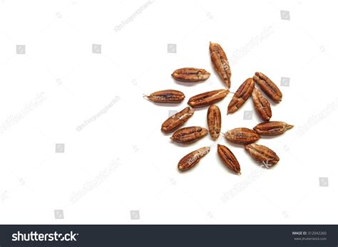 Seeds Date Palm Stock Photo 312042260 | Shutterstock