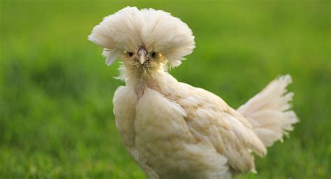 Best Chickens To Have As Pets - Pets Retro