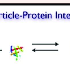 Synthetic polymer nanoparticles for protein purification. | Download ...