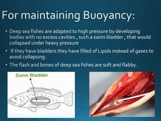 Adaptations in deep sea fishes | PPT