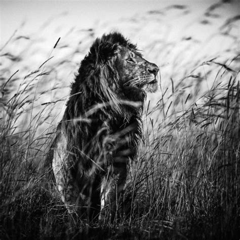 Striking Black and White Wildlife Photography by Laurent Baheux