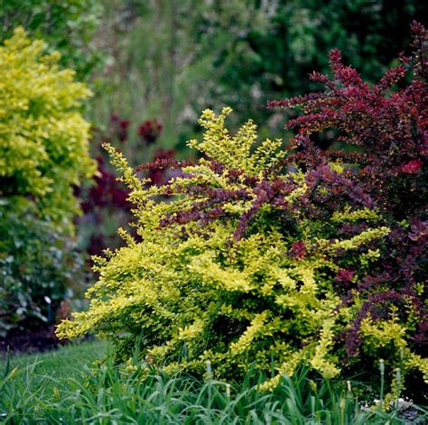 Barberry Offers Constantly Colorful Foliage, But Can Be Invasive | Container gardening shade ...