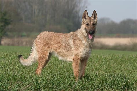 Meet the Newest AKC-Recognized Breed: Belgian Laekenois