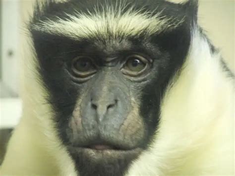 Roloway Monkey - Facts, Diet, Habitat & Pictures on Animalia.bio